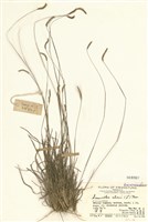 藏品(黃草)的圖片